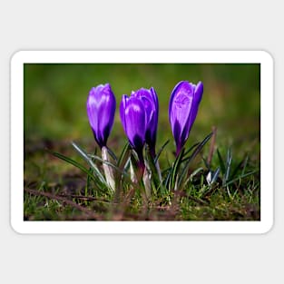 Spring Crocuses Sticker